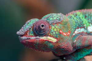 camaleon cambiando de color con ojos saltones