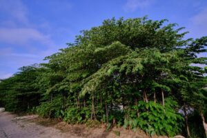 capulin nubedemonte 3