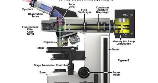 Características del Microscopio de Fluorescencia: Todo lo que Necesitas Saber