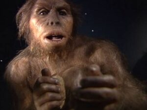 caracteristicas y evolucion de los hominidos una mirada al pasado