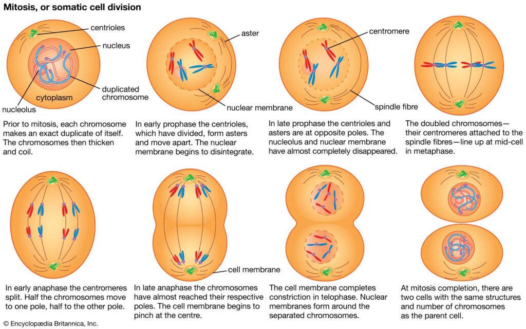 Las células somáticas se dividen por medio de mitosis 7 Las células somáticas se dividen por medio de mitosis