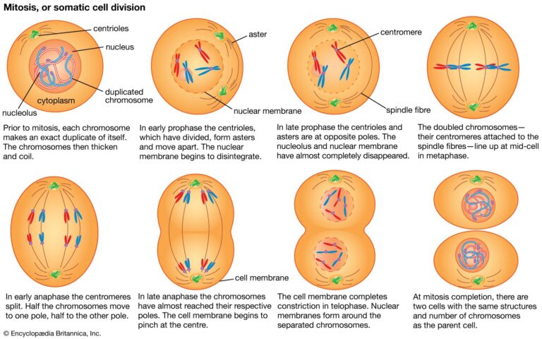 celulas somaticas dividiendose por mitosis