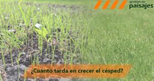 cesped recien sembrado en pleno crecimiento
