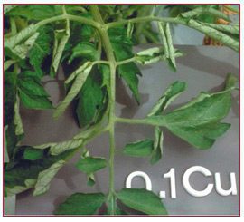 Cobre aplicado en cultivo de tomates