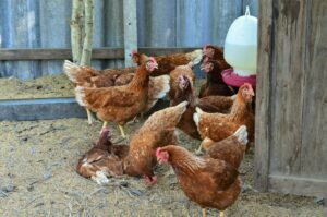 chickens and hens on a small farm in the country small scale poultry and organic farming free photo