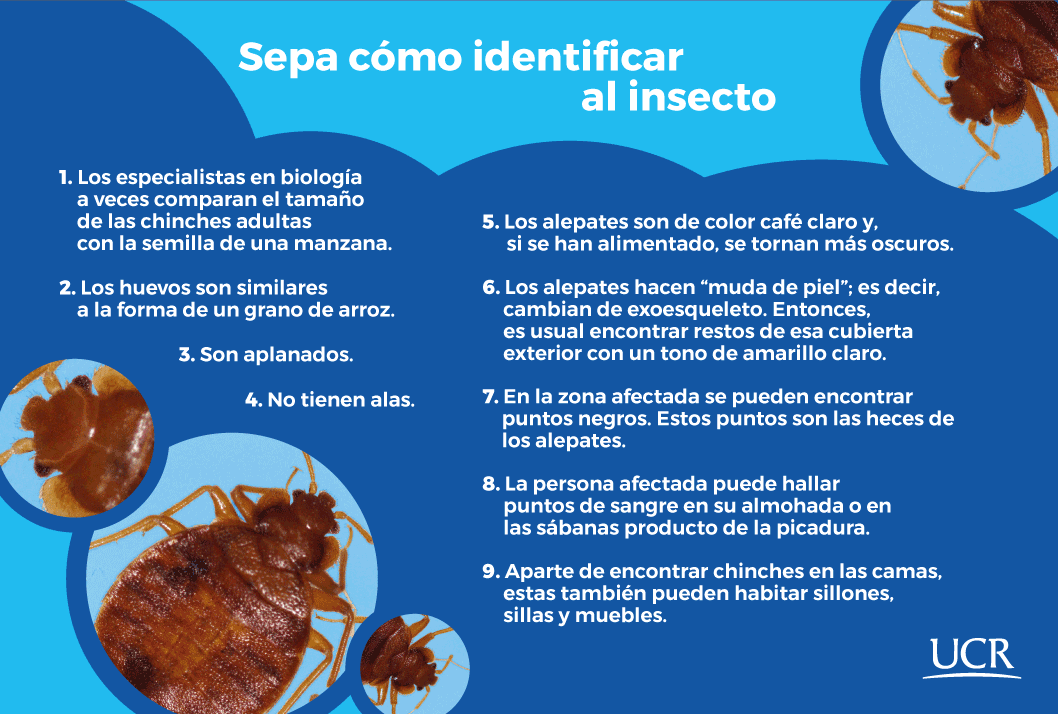 Chinches y otros insectos similares comparados