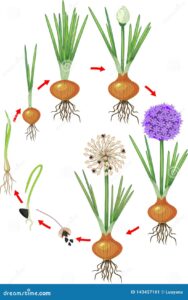 ciclo de vida la planta cebolla etapas del crecimiento sembrador floreciente y fruct fera 143437161