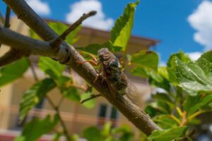 cigarra sienta rama arbol primer plano 795399 88