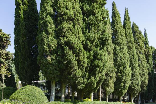 Árbol perenne con hojas verdes