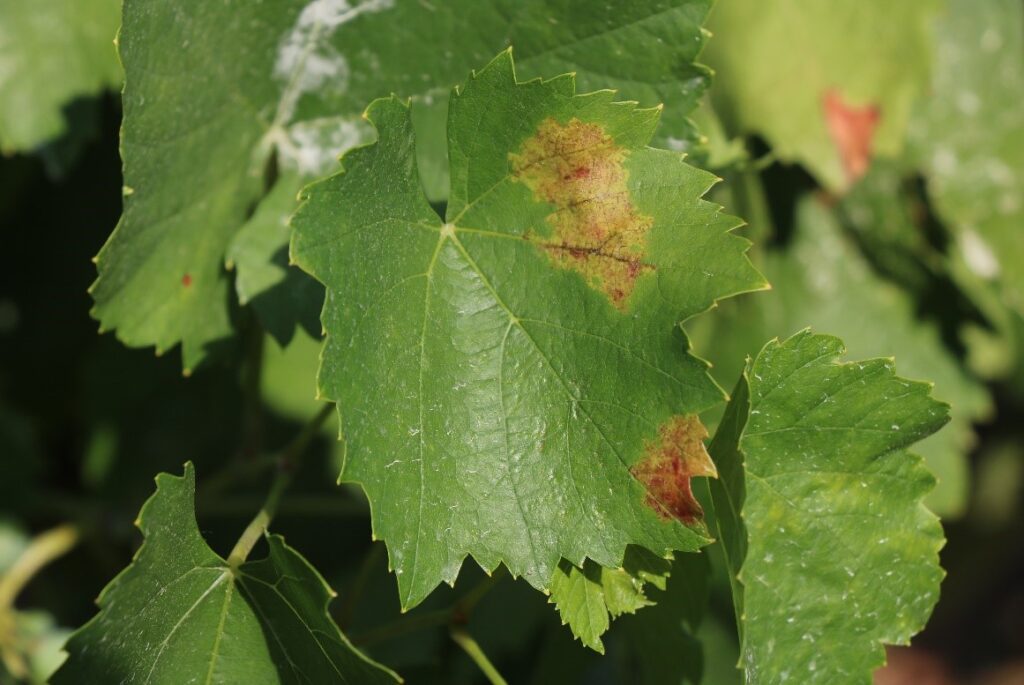 Agricultura orgánica sin uso de cobre