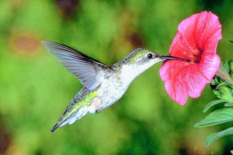 colibri bebiendo nectar de una flor
