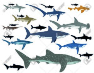collage de diferentes especies de tiburones
