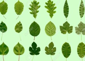 collage de diferentes hojas de arboles en espanol