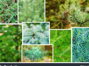 collage de diferentes tipos de pinos