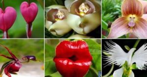 Descubre la increíble diversidad de las plantas más raras del mundo 3 collage de plantas exoticas y sorprendentes del mundo