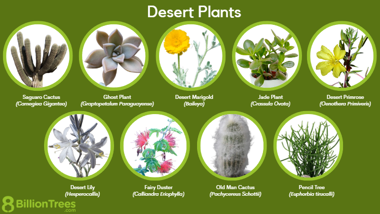 collage de plantas terrestres mas comunes