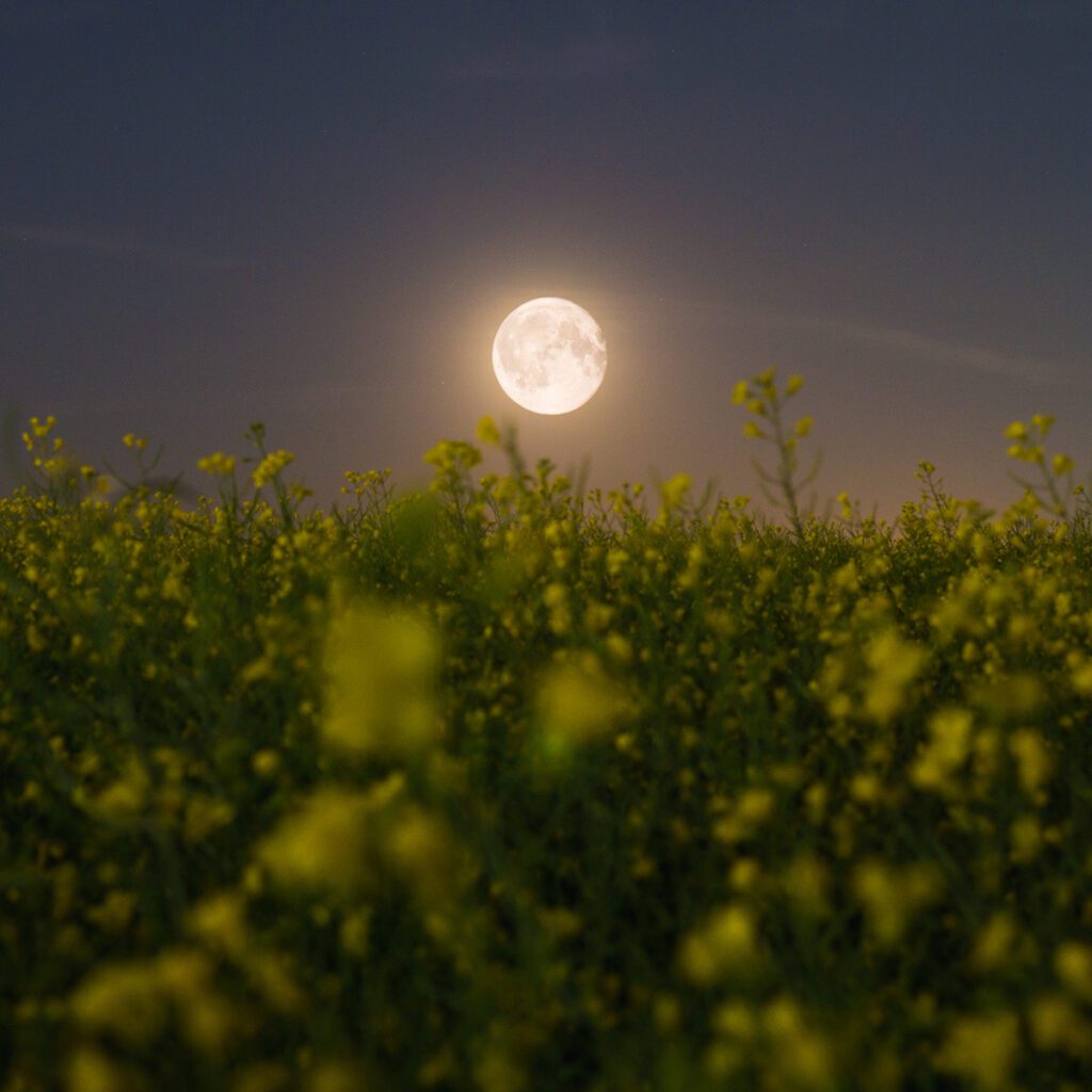 Qué luna es buena para plantar tomates y pimientos 6 Qué luna es buena para plantar tomates y pimientos