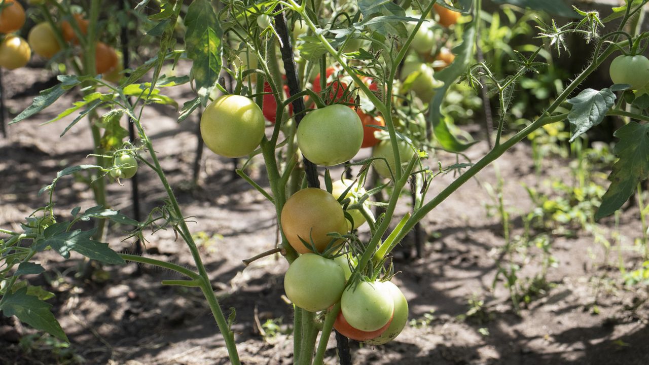 Tomates rojos en planta de cobre