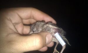 como entablillar la pata de un pajaro 20064 2 600