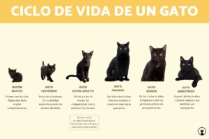 como es el crecimiento de un gato 52 orig