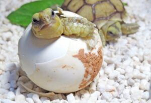 como incubar un huevo de tortuga 23895 orig