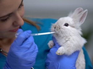 como preparar el biberon para los conejos bebes 49889 1 600