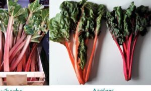 comparacion acelga roja vs acelga verde