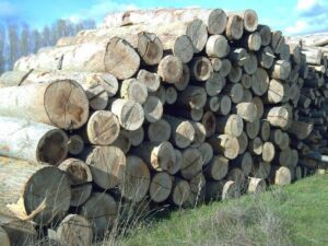 comparacion de la dureza de la madera de alamo