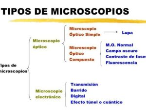 comparacion de microscopios simple y compuesto