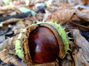 Descubre las diferencias entre Castaño de Indias y Castaño Comestible ahora mismo 17 comparacion entre castano de indias y castano comestible