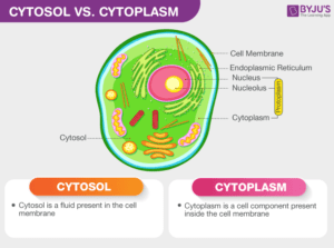 comparacion entre el citoplasma y el citosol