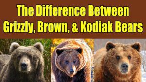 comparacion entre el oso grizzly y pardo