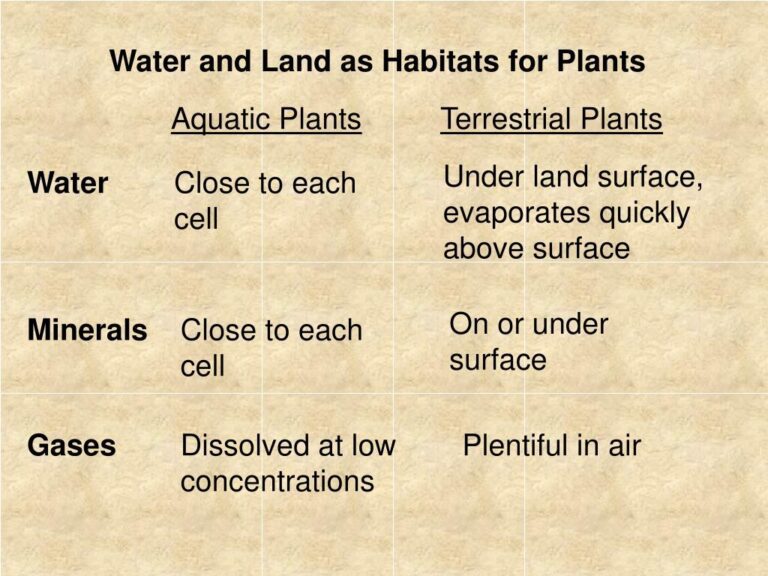 Cuáles Son Las Diferencias Entre Plantas Terrestres Y Acuáticas