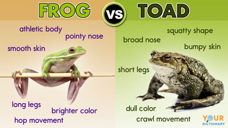 comparacion entre rana y sapo diferencias