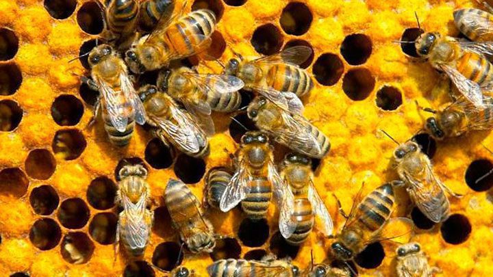 Colmena de abejas trabajando en comunidad