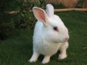 conejo blanco con ojos rojos