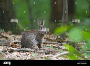 conejo en un bosque con depredadores