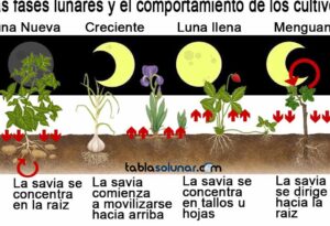 cosecha exitosa de patatas bajo la luna creciente