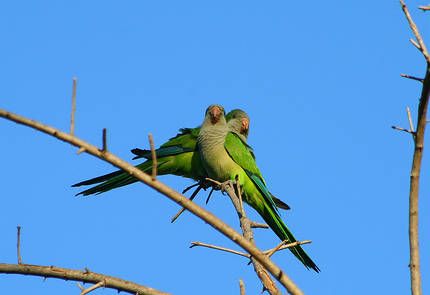 Cotorra argentina en su hábitat natural