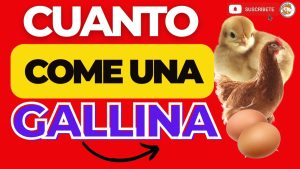 cuanto se come 100 gallina ponedora al dia