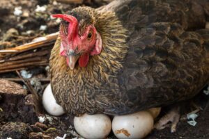 cuantos huevos pone una gallina 26673 orig