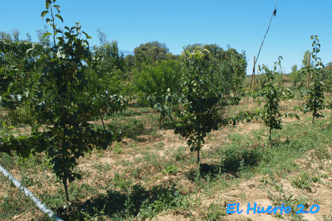 Perales sanos en un huerto