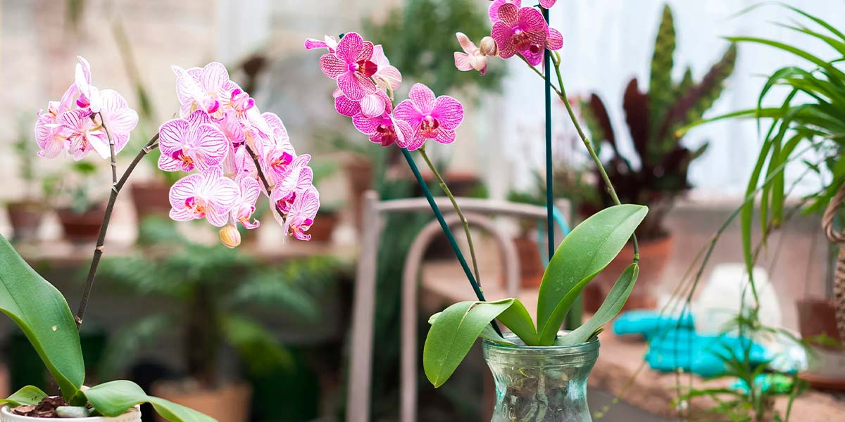Orquídea siendo regada y fertilizada