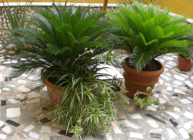 Palmera en maceta bien cuidada