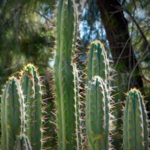 cuidados para el cactus san pedro 48912 600 square