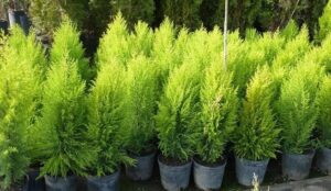 cultivo y cuidados del pino enano 801 orig