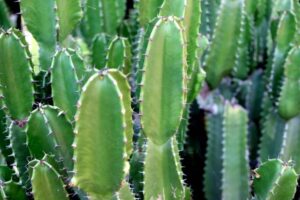 depositphotos 390175172 stock photo green san pedro cactus green