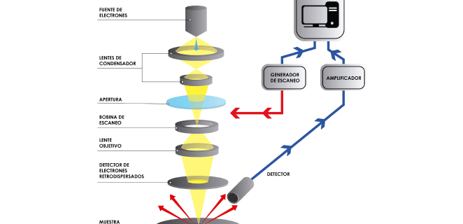 Descubre el Microscopio de Barrido: ¿Qué es y cómo funciona? 3 Descubre el Microscopio de Barrido: ¿Qué es y cómo funciona?