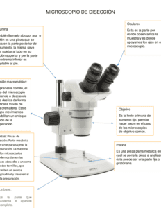 descubre la funcion del microscopio de diseccion