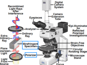 descubre la funcion del microscopio de luz polarizada